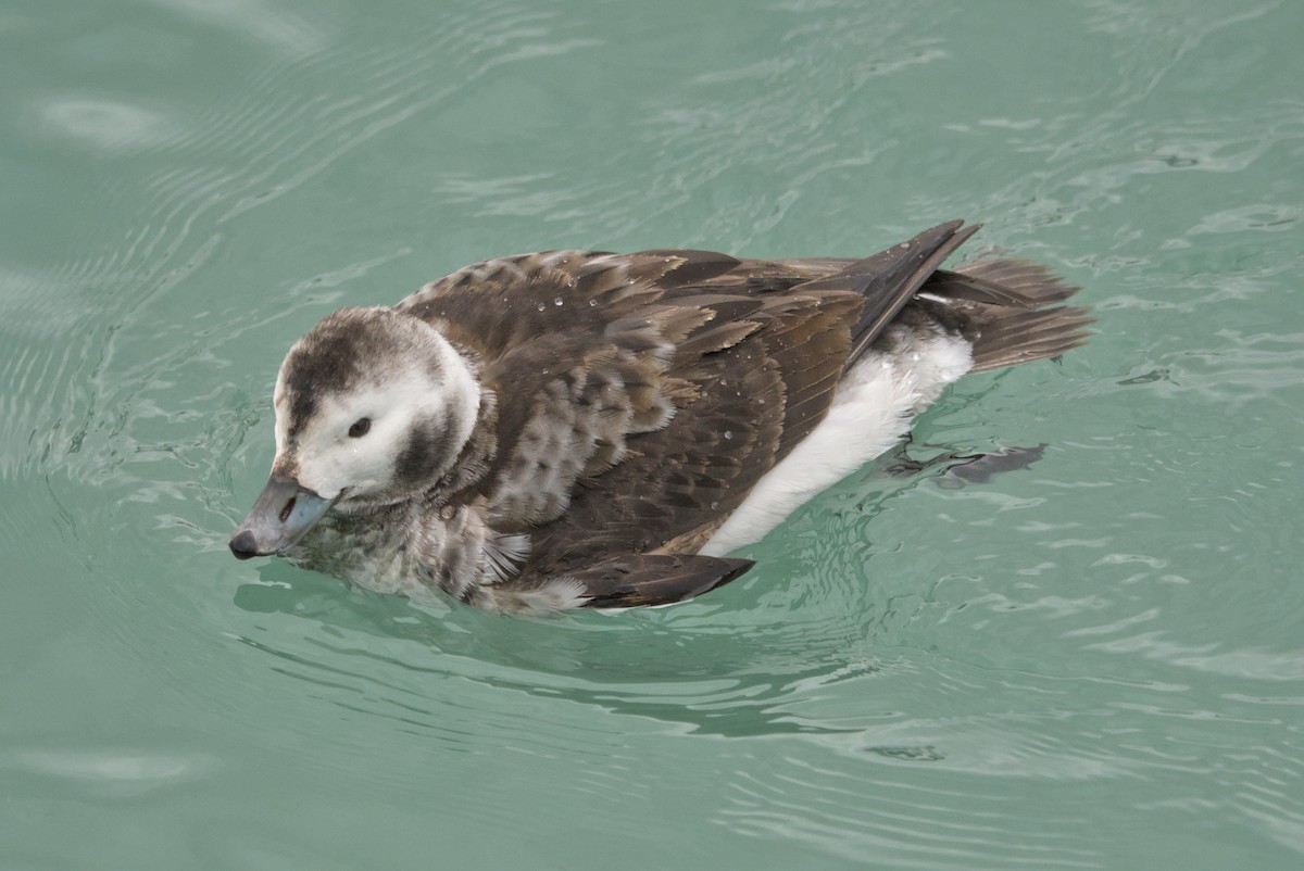 ברווז קרח - ML650413726
