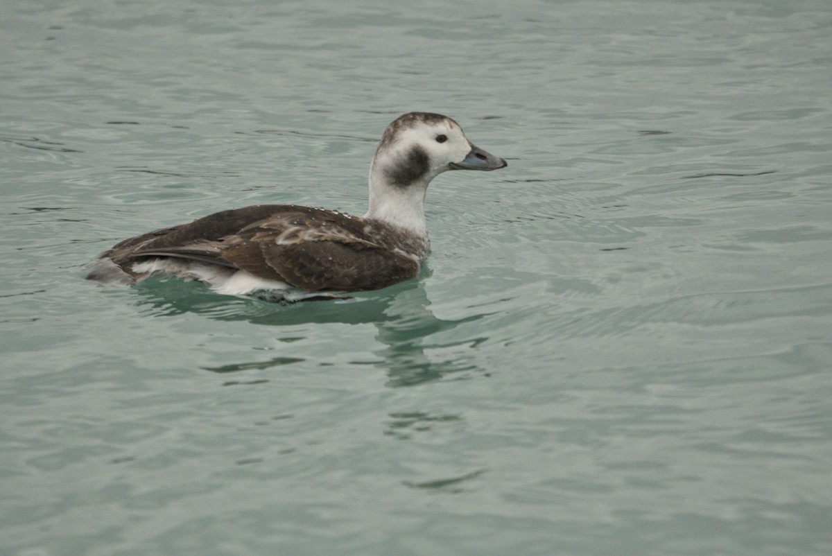 ברווז קרח - ML650413727
