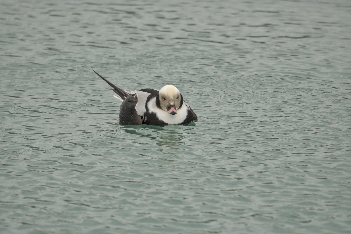 ברווז קרח - ML650413728