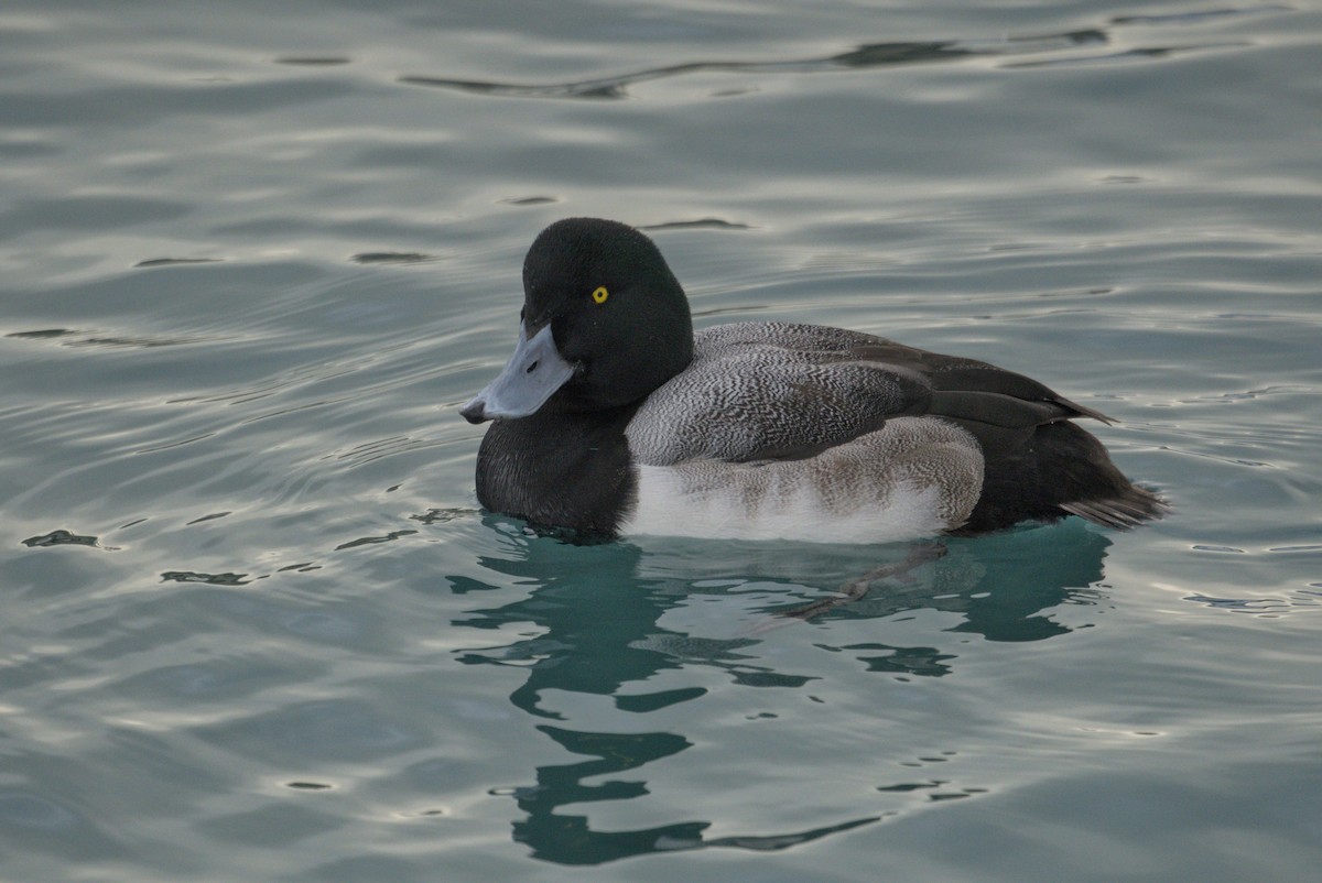 צולל ימי - ML650413746