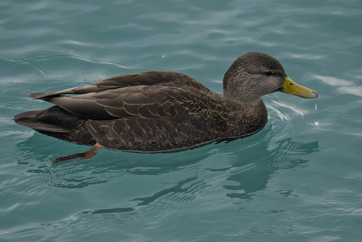 ברווז שחור אמריקני - ML650413749