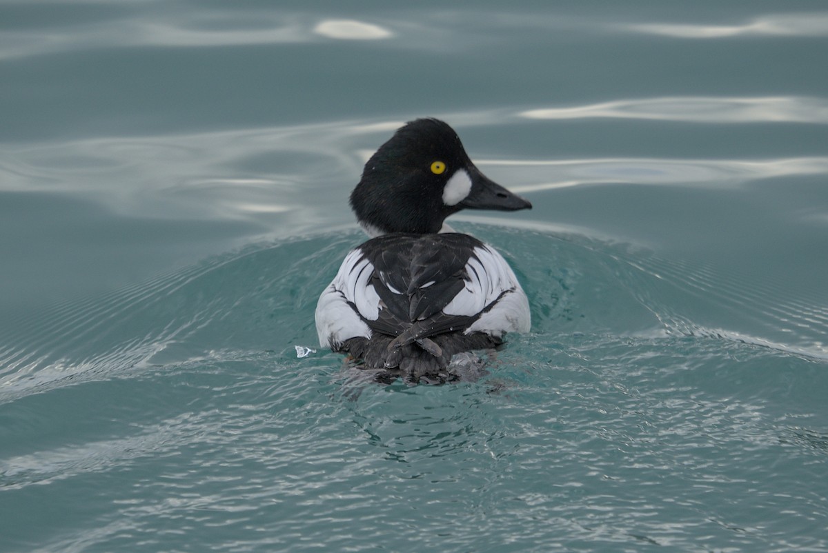 עבראש ירוק - ML650413755