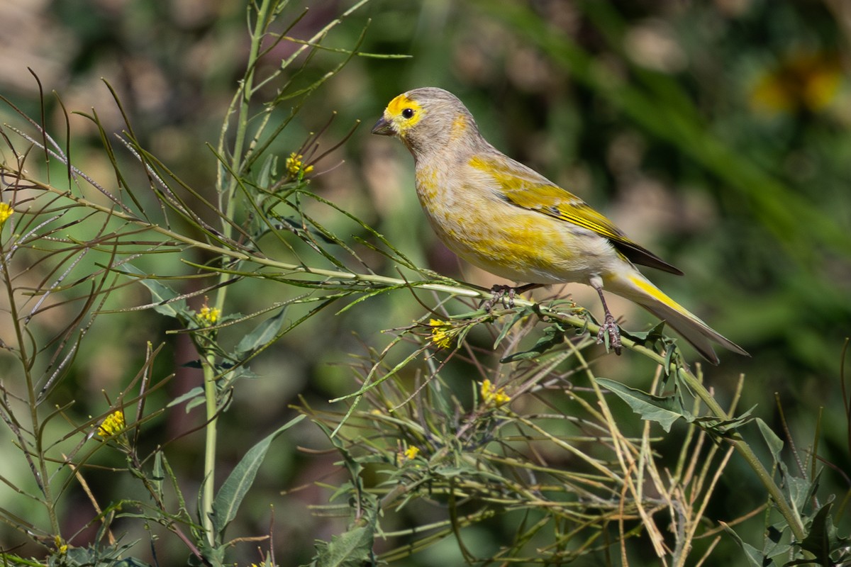 Syrian Serin - ML650414225