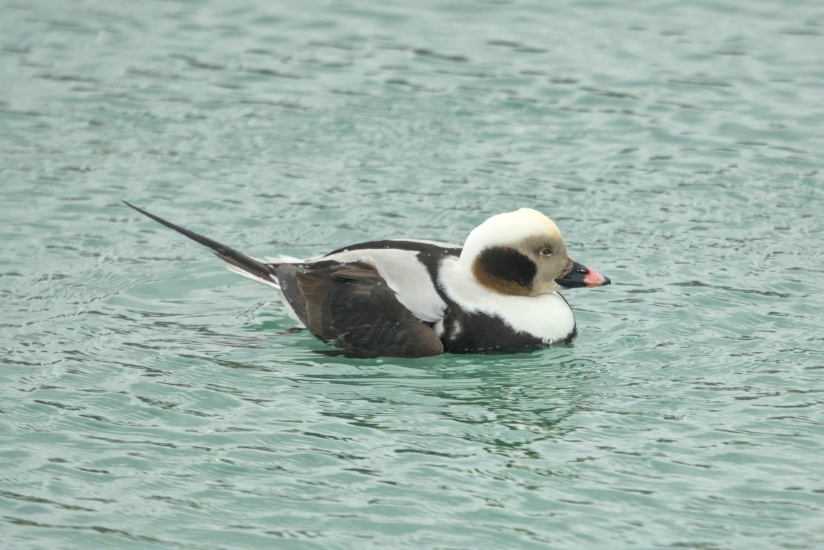 ברווז קרח - ML650414672