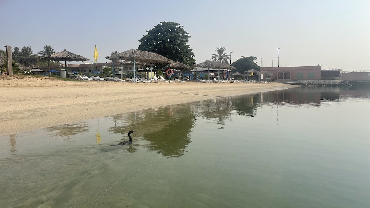 Socotra Cormorant - ML650414726