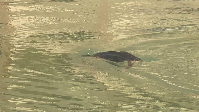 Socotra Cormorant - ML650414730