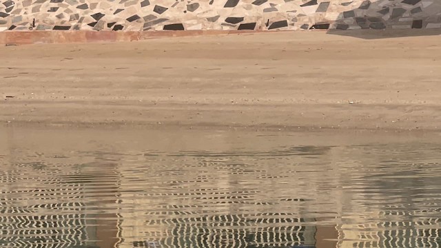 Socotra Cormorant - ML650414731