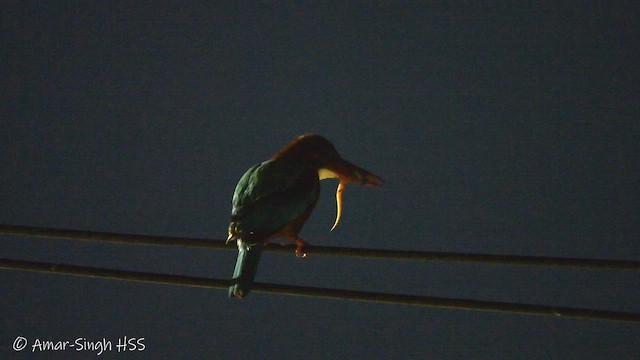 White-throated Kingfisher - ML650414793