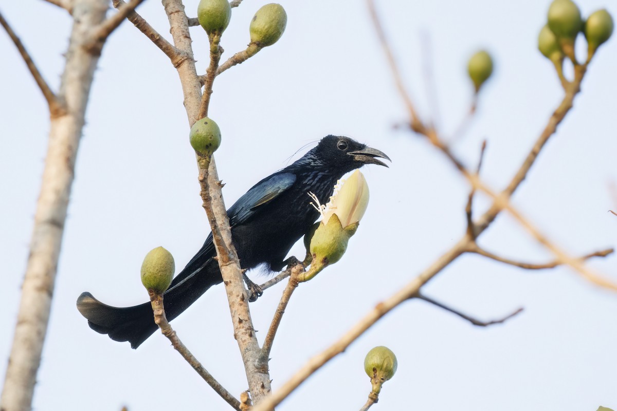 Hair-crested Drongo - ML650414913