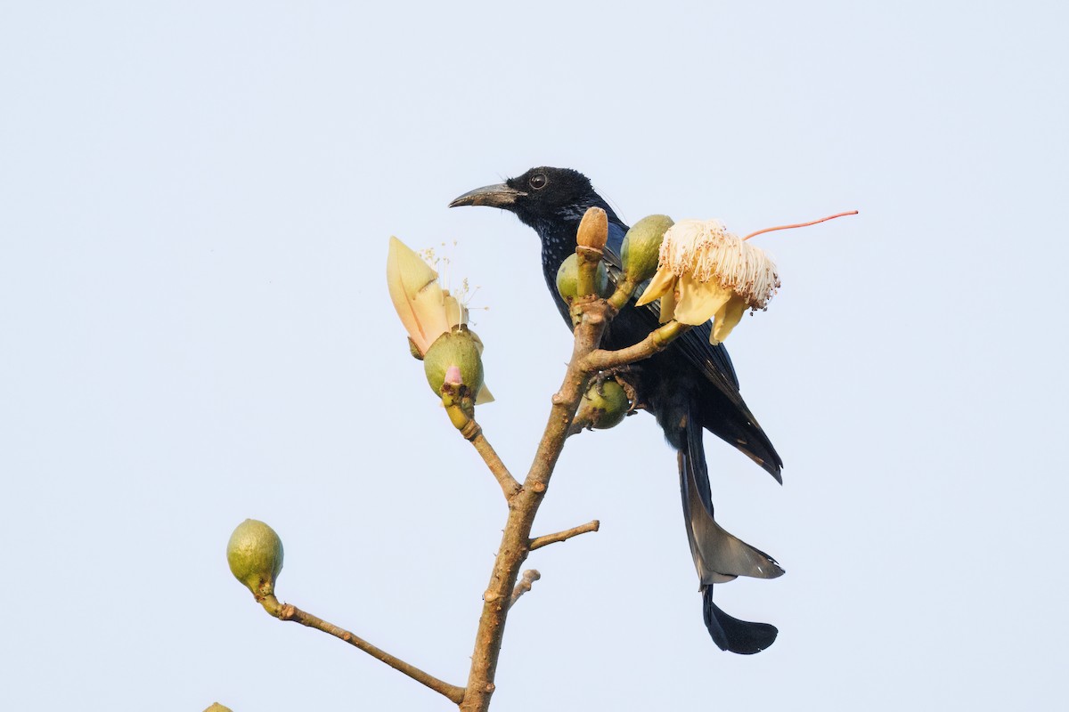Hair-crested Drongo - ML650414914