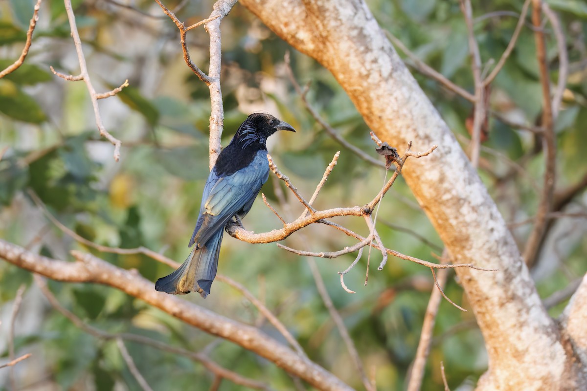 Hair-crested Drongo - ML650414979