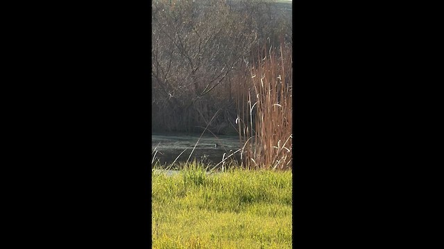 Canvasback - ML650415018