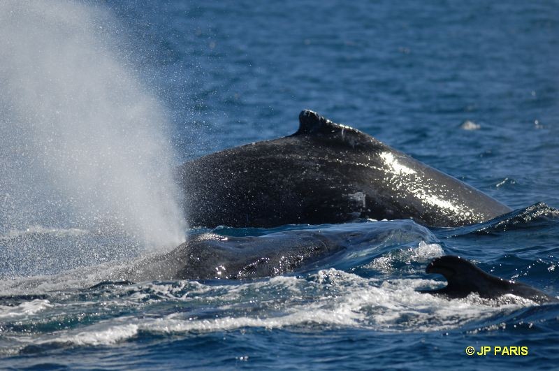 Southern Humpback Whale - ML650415165