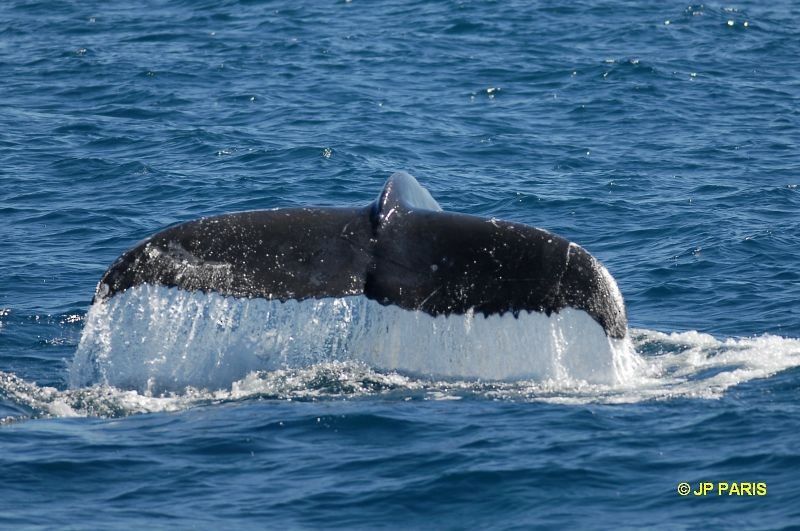 Southern Humpback Whale - ML650415167