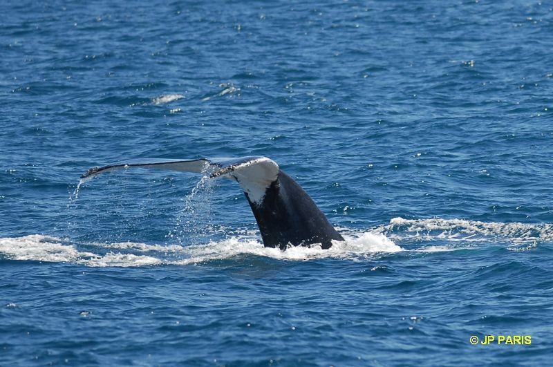 Southern Humpback Whale - ML650415168