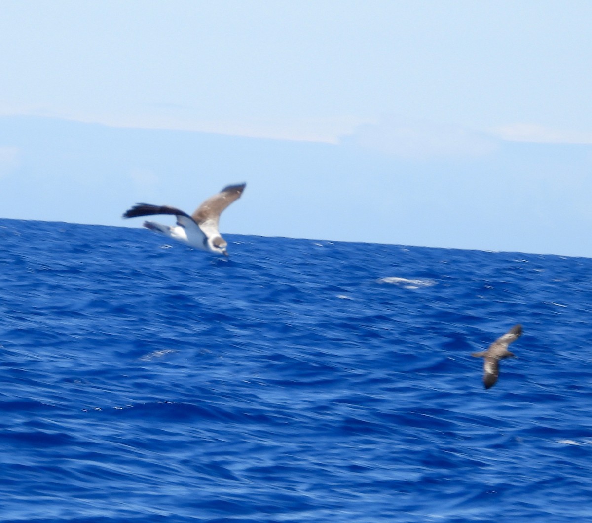 Pétrel à col blanc - ML650415240