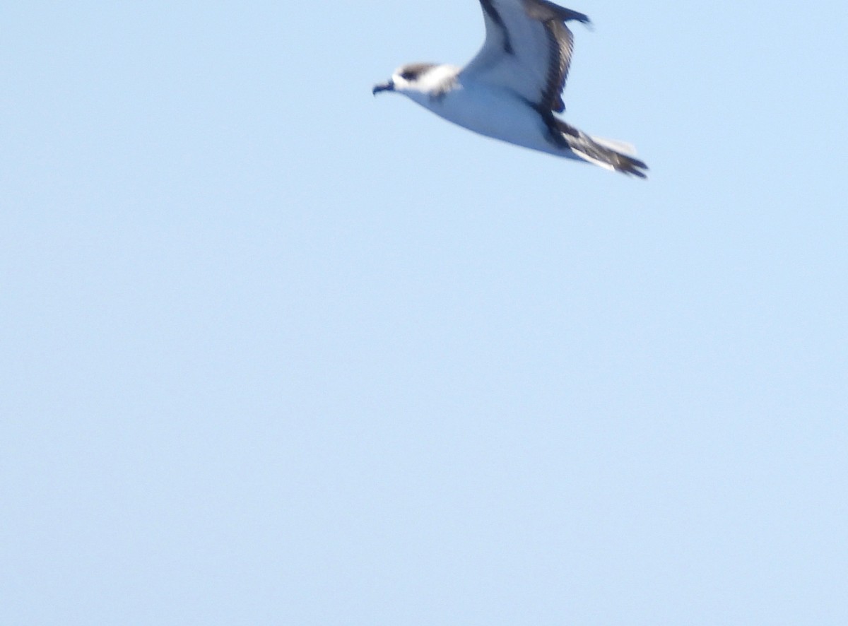 Pétrel à col blanc - ML650415241