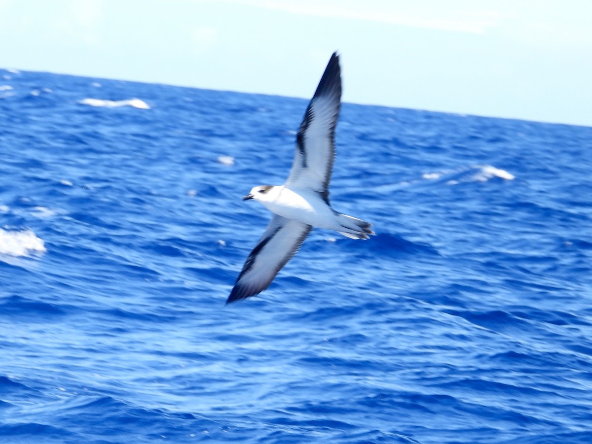 Pétrel à col blanc - ML650415243