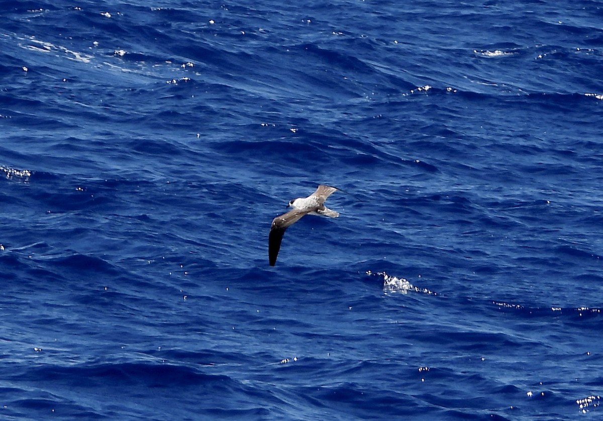 Pétrel à col blanc - ML650415244