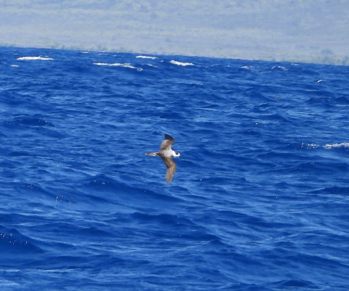 Pétrel à col blanc - ML650415289