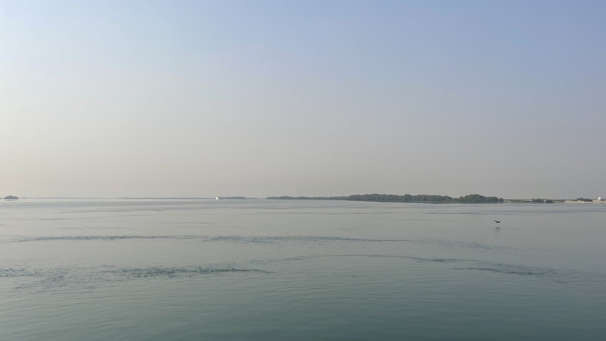 Western Reef-Heron - ML650415290