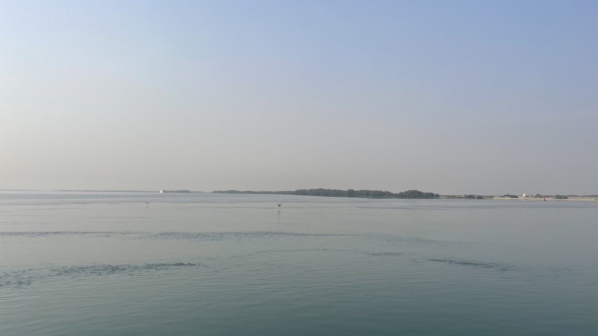 Western Reef-Heron - ML650415291