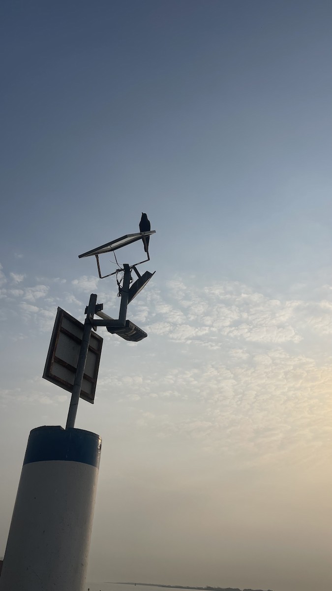 House Crow - ML650415320