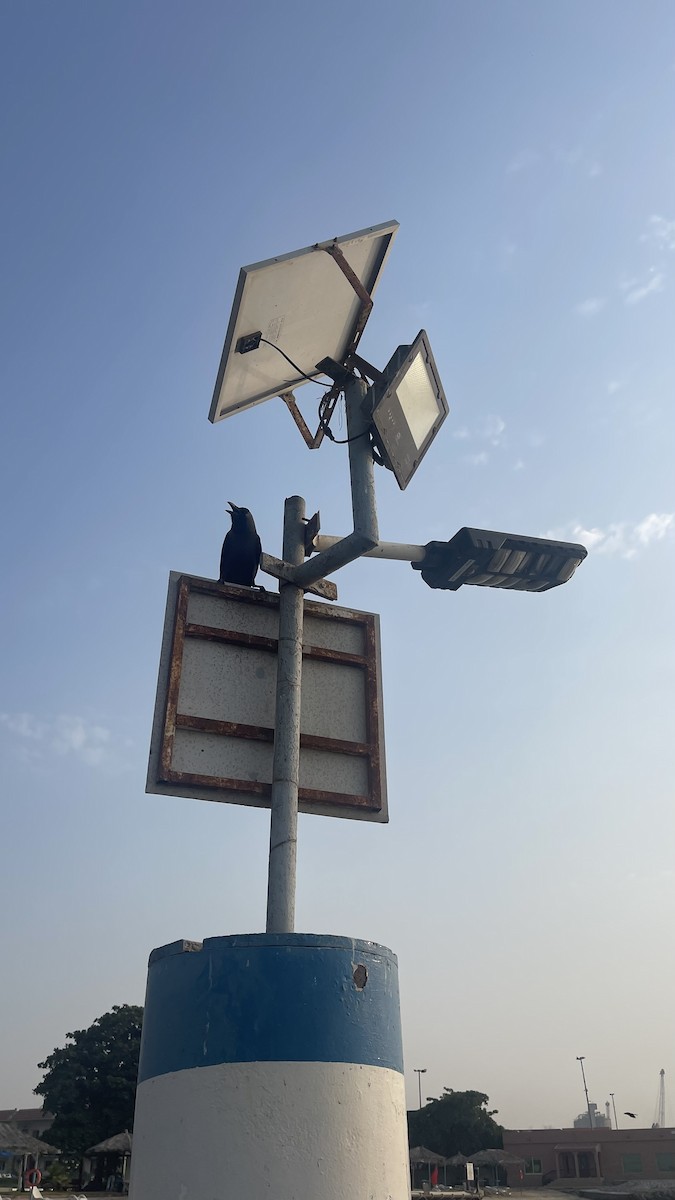 House Crow - ML650415321