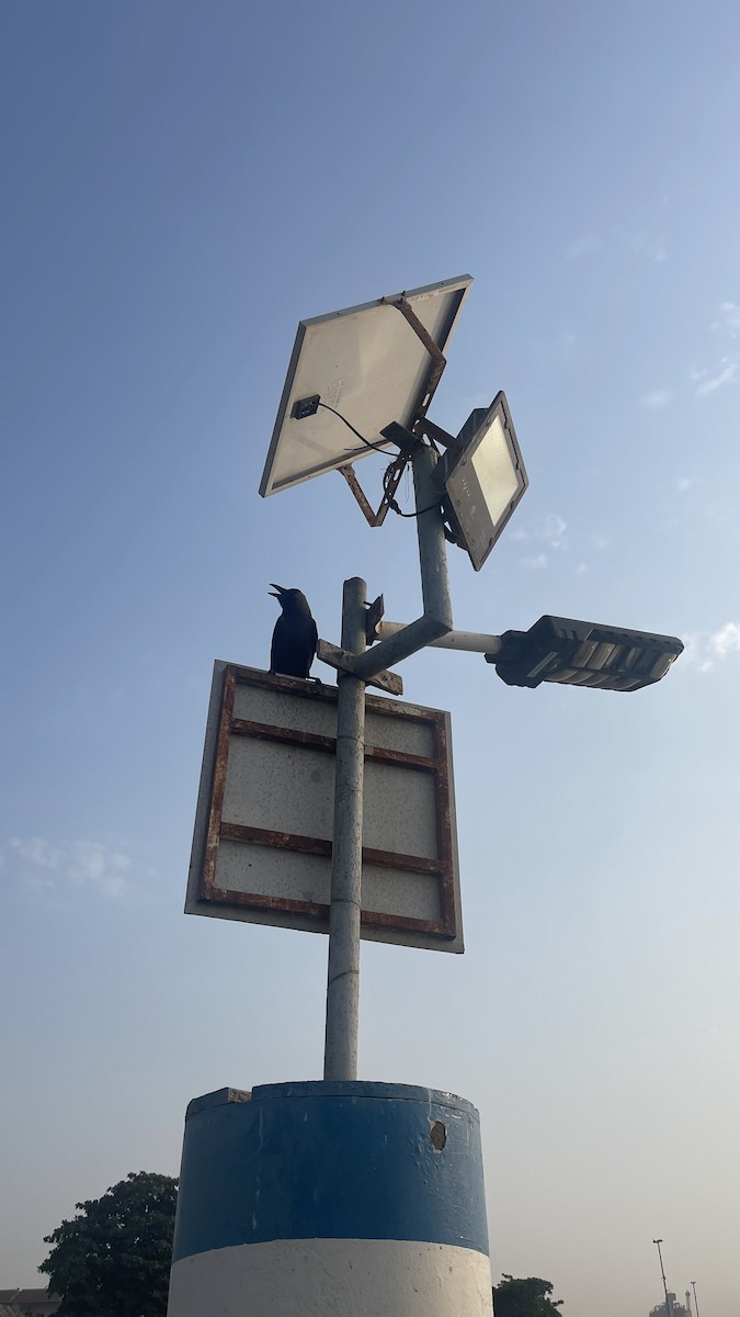 House Crow - ML650415322