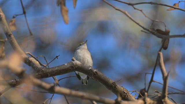 Chestnut-sided Warbler - ML650415431