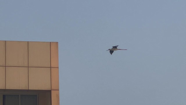 Cavaliere d'Italia - ML650415633