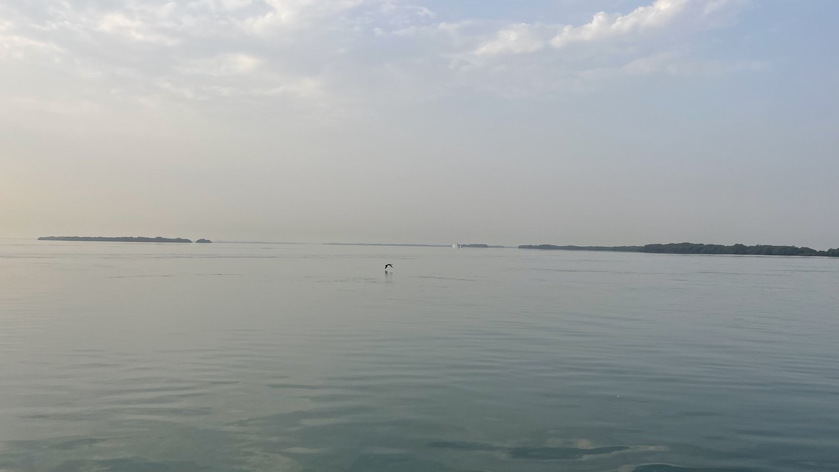 Socotra Cormorant - ML650415706