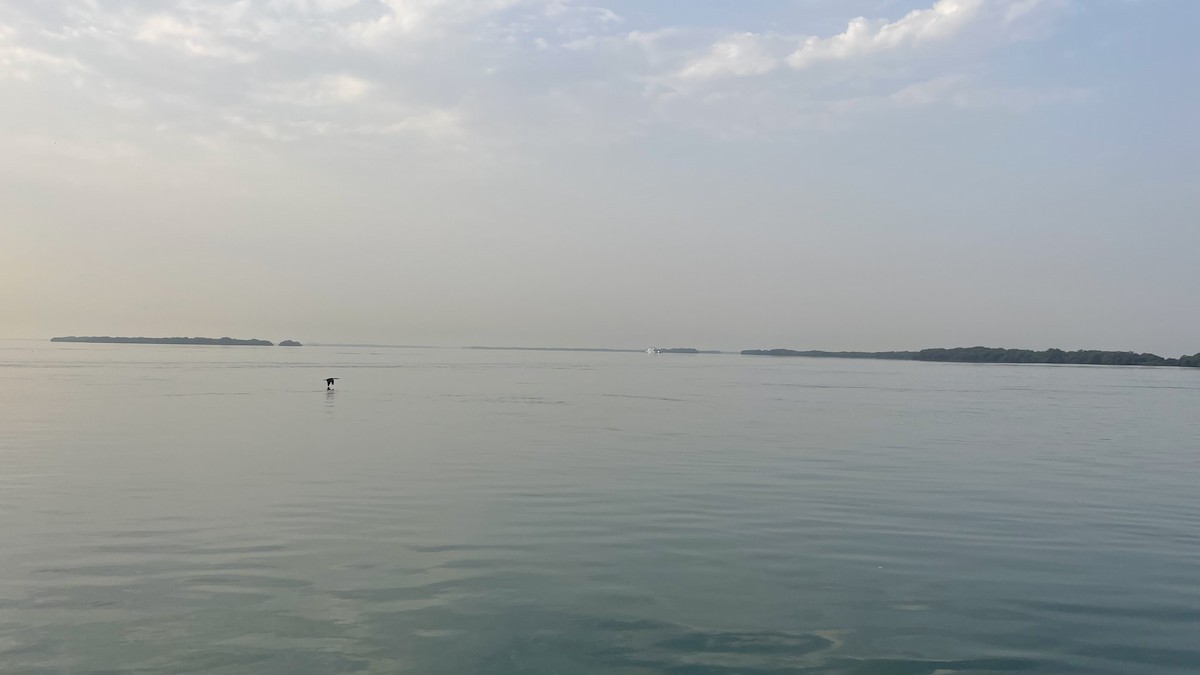 Socotra Cormorant - ML650415707