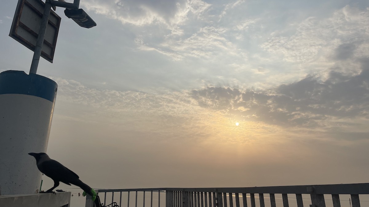 House Crow - ML650415725