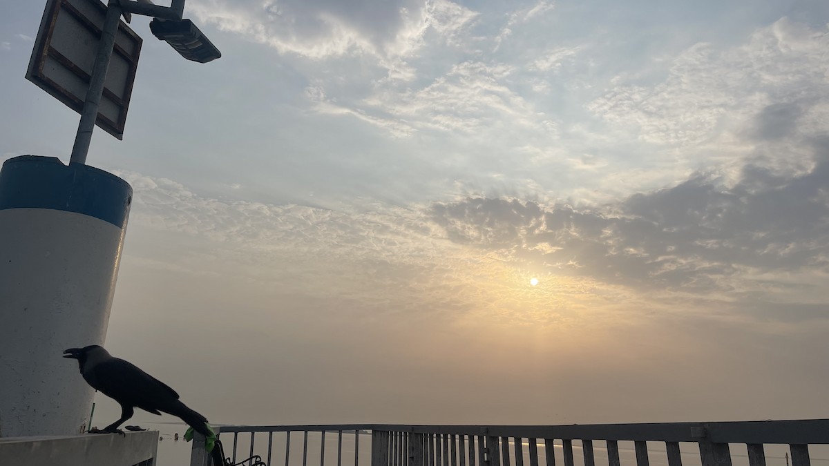 House Crow - ML650415726