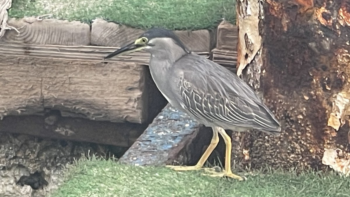Little Heron - ML650415732