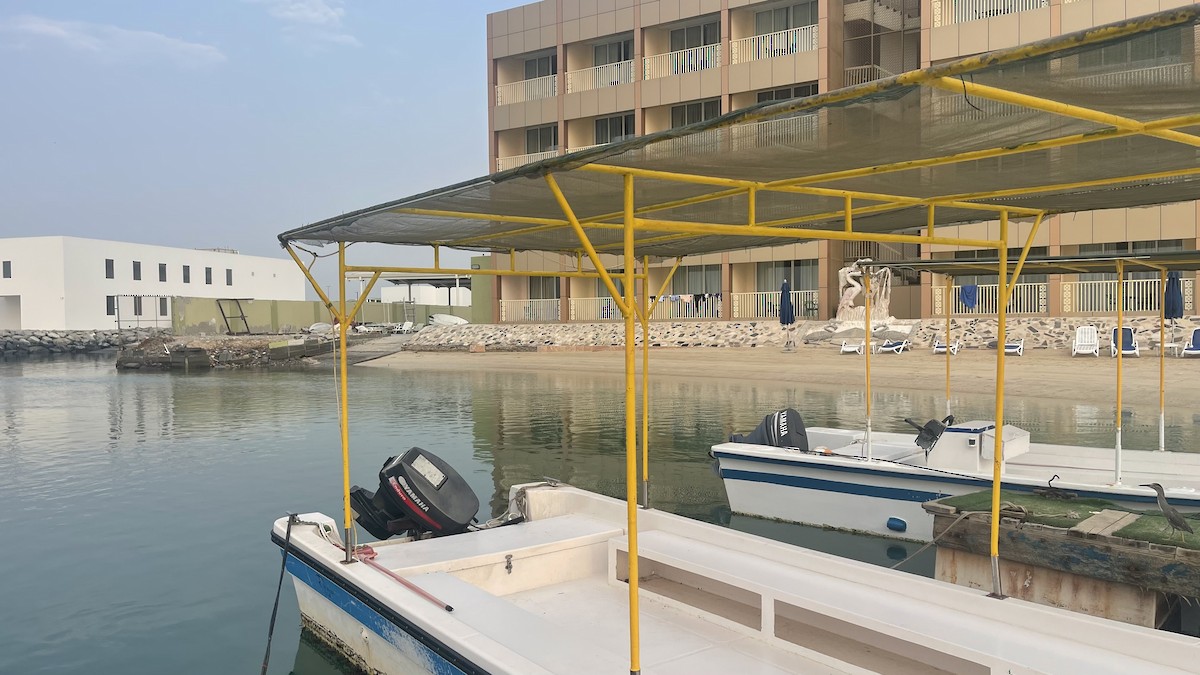 Little Heron - ML650415733