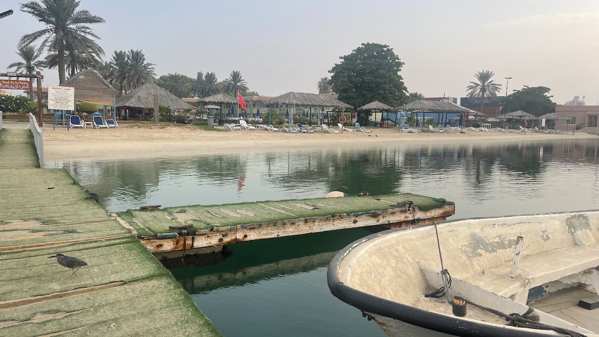 Little Heron - ML650415735