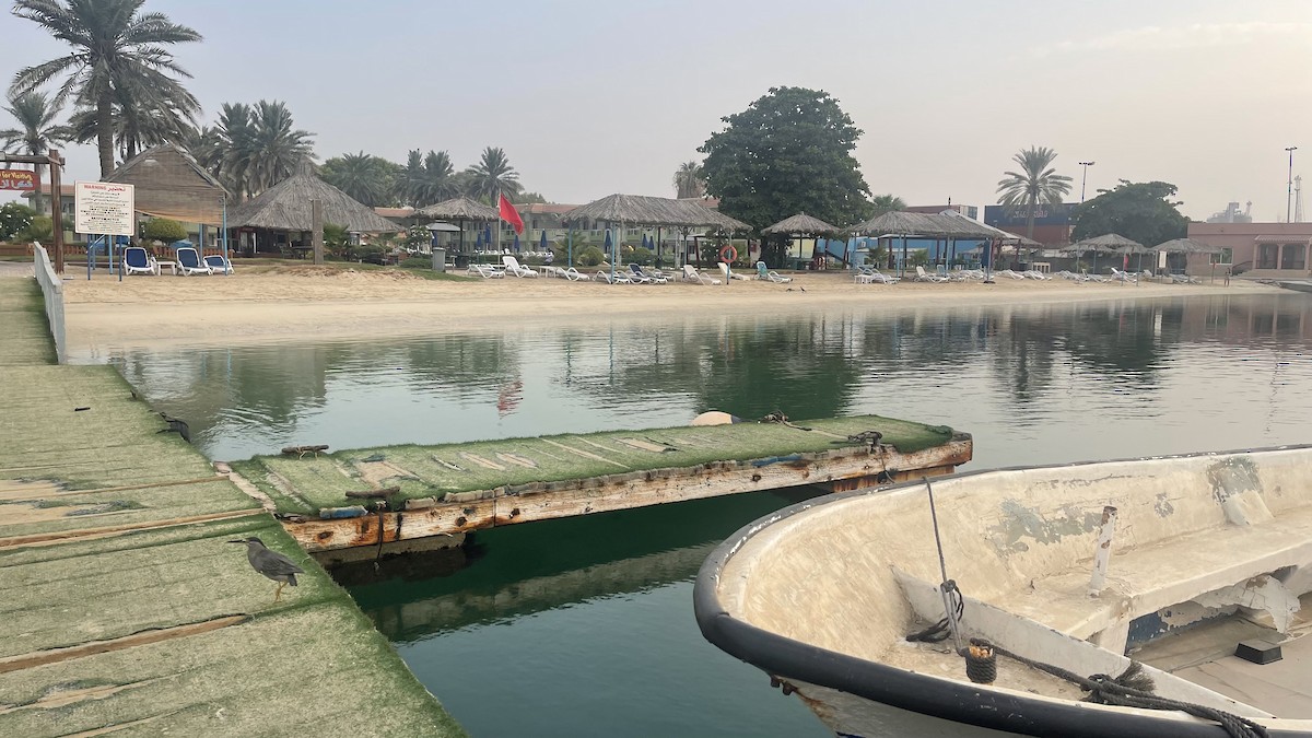 Little Heron - ML650415736