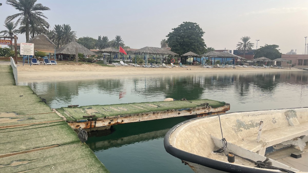 Little Heron - ML650415738