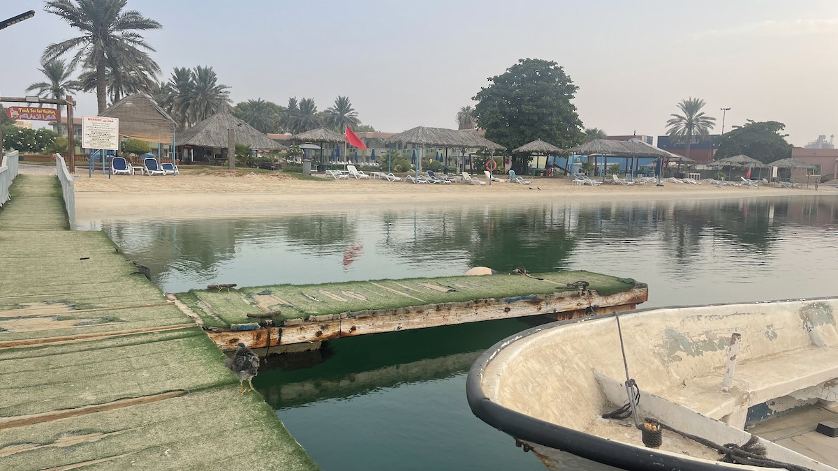 Little Heron - ML650415739