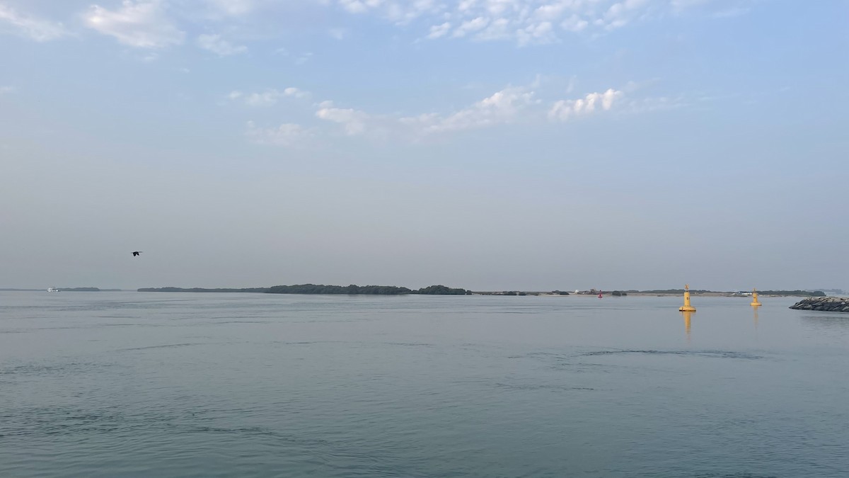 Socotra Cormorant - ML650415784