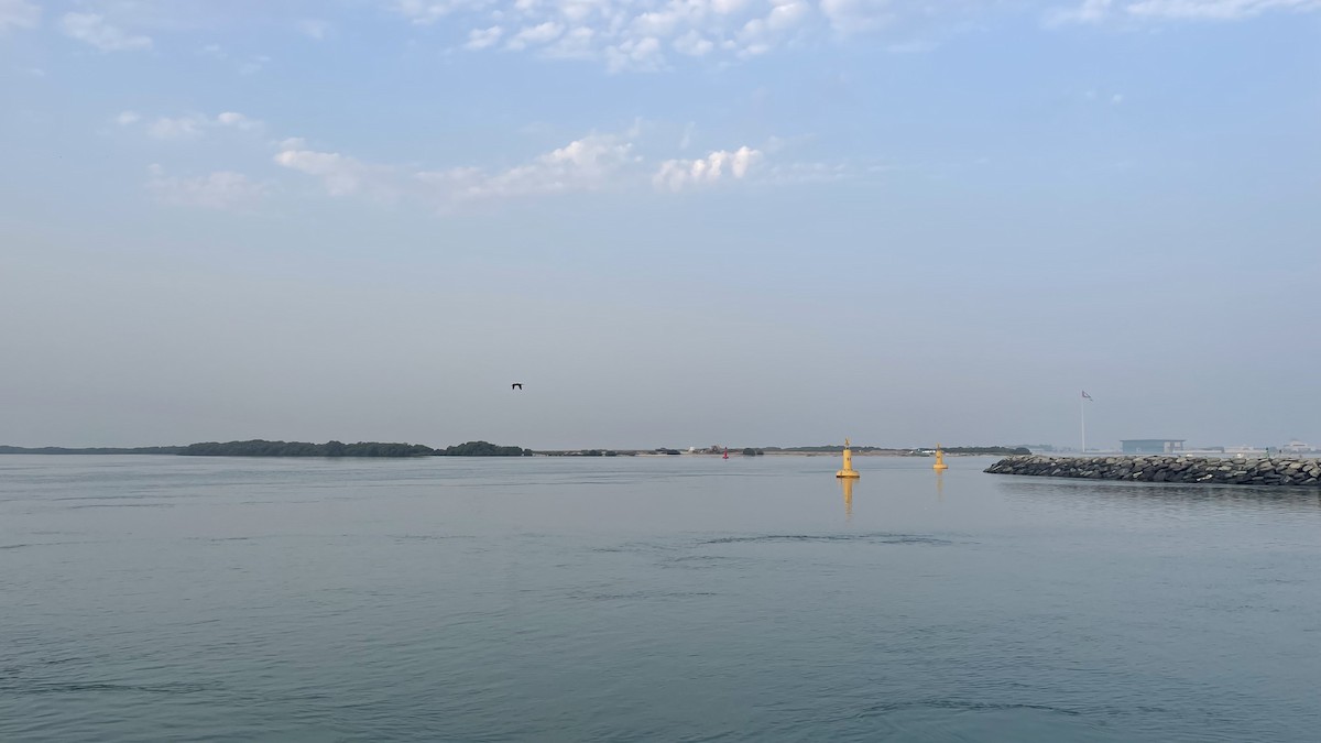 Socotra Cormorant - ML650415785