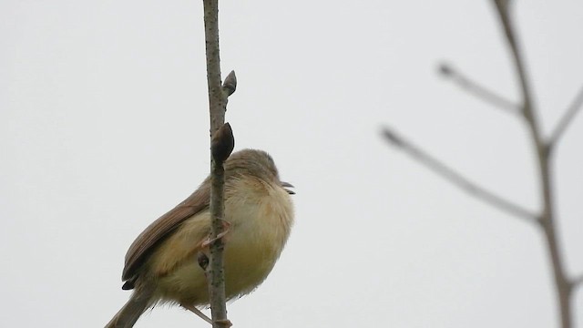 Plain Prinia - ML650415892