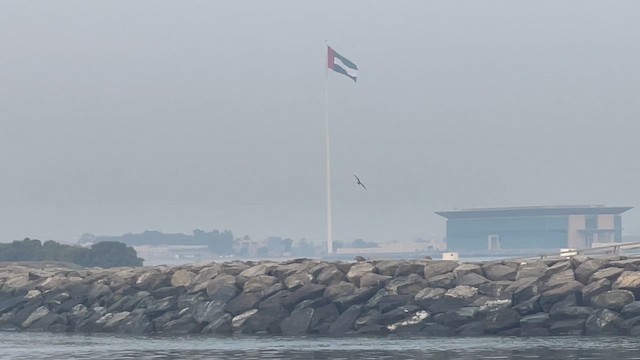 White-cheeked Tern - ML650415895