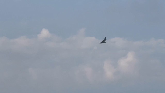 White-cheeked Tern - ML650415896