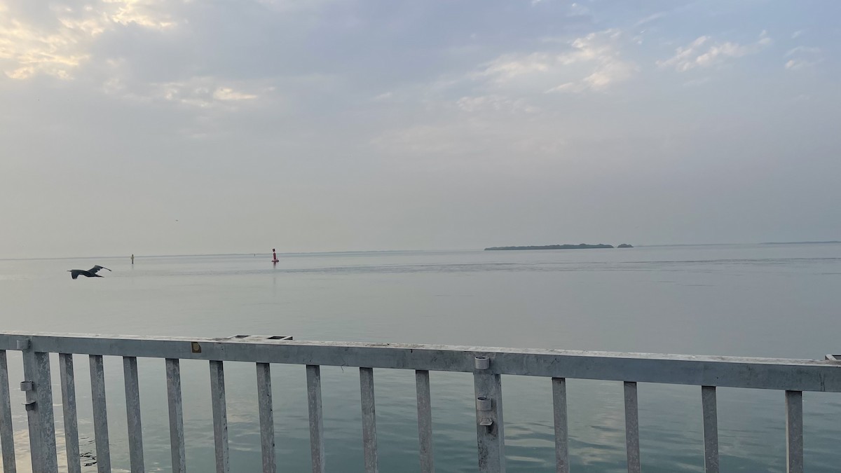 Socotra Cormorant - ML650415897