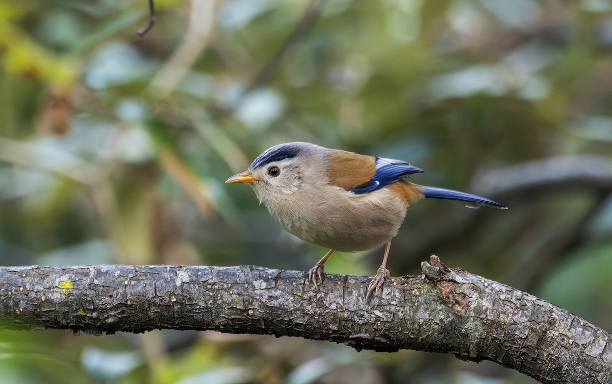 Blue-winged Minla - ML650415965