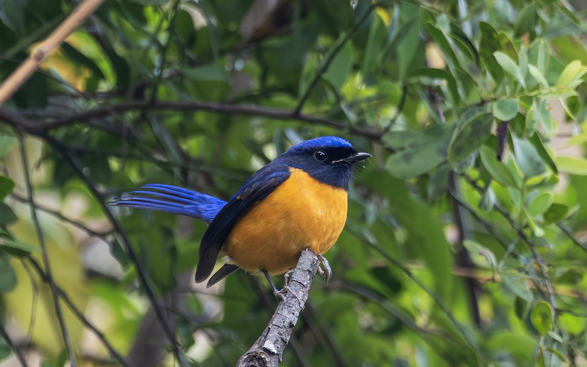 Rufous-bellied Niltava - ML650415971