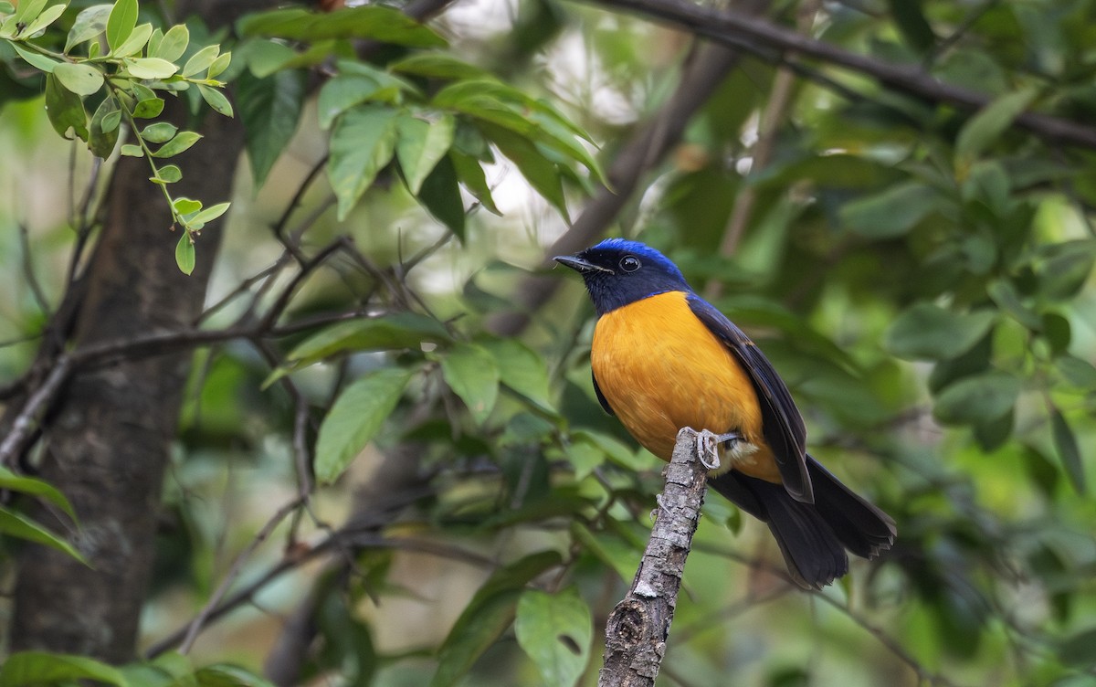 Rufous-bellied Niltava - ML650415972